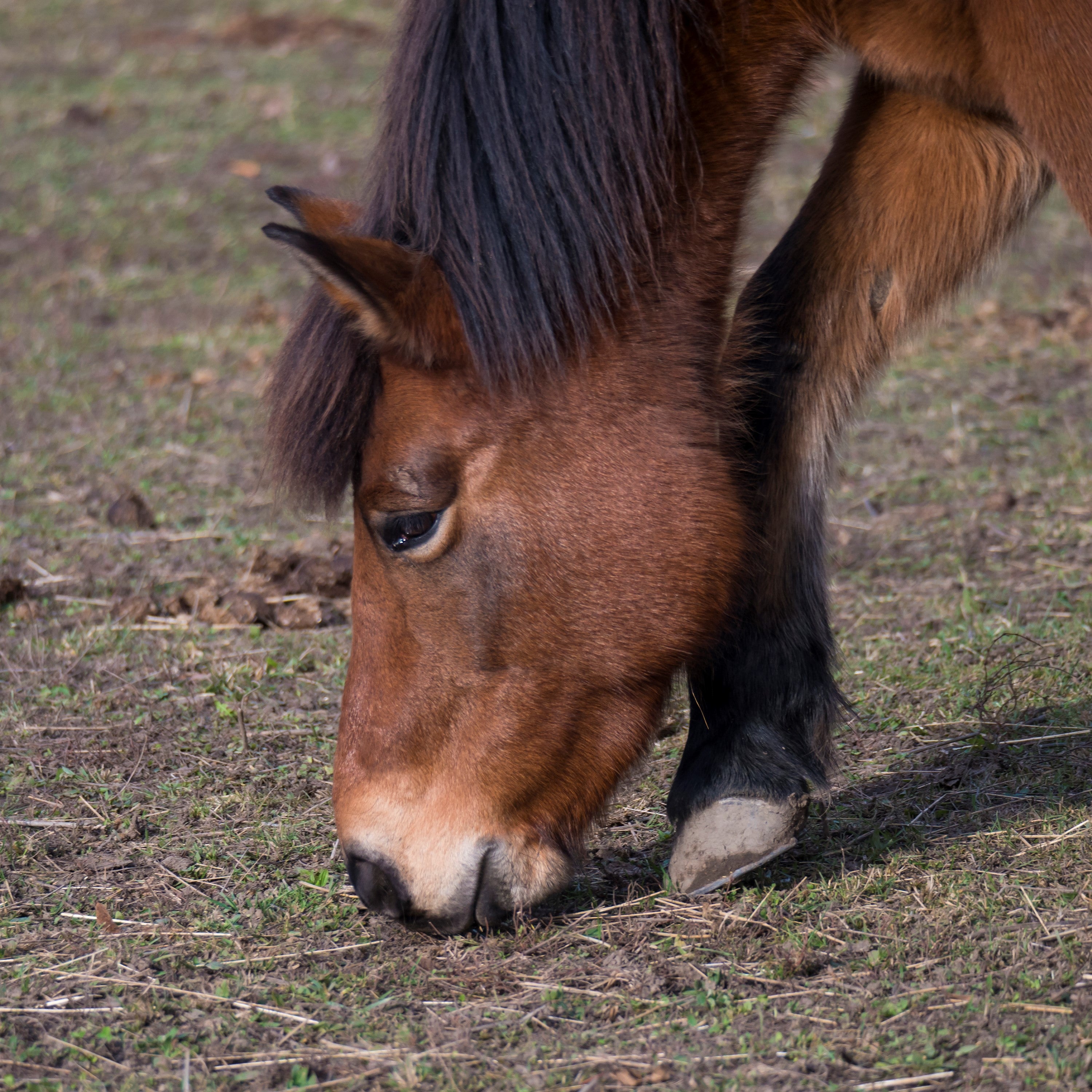 Stunning Horse Eating Excessive Grass With Joint Problems Symptoms image