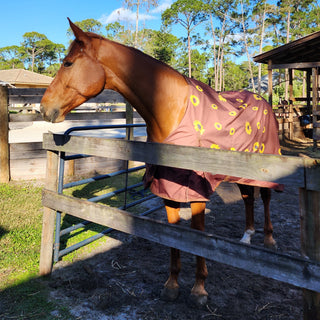 Horse in a pasture wearing a blanket in winter