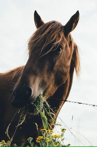 Close-up shot of a horse eating greens