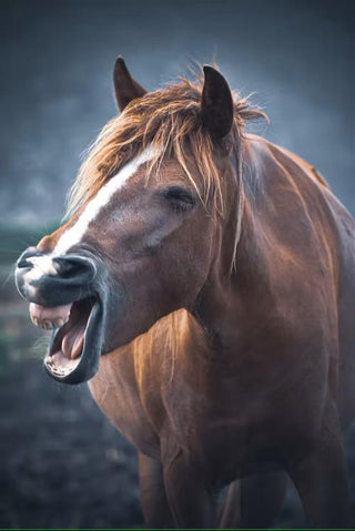 Close-up photograph of a horse showing its teeth