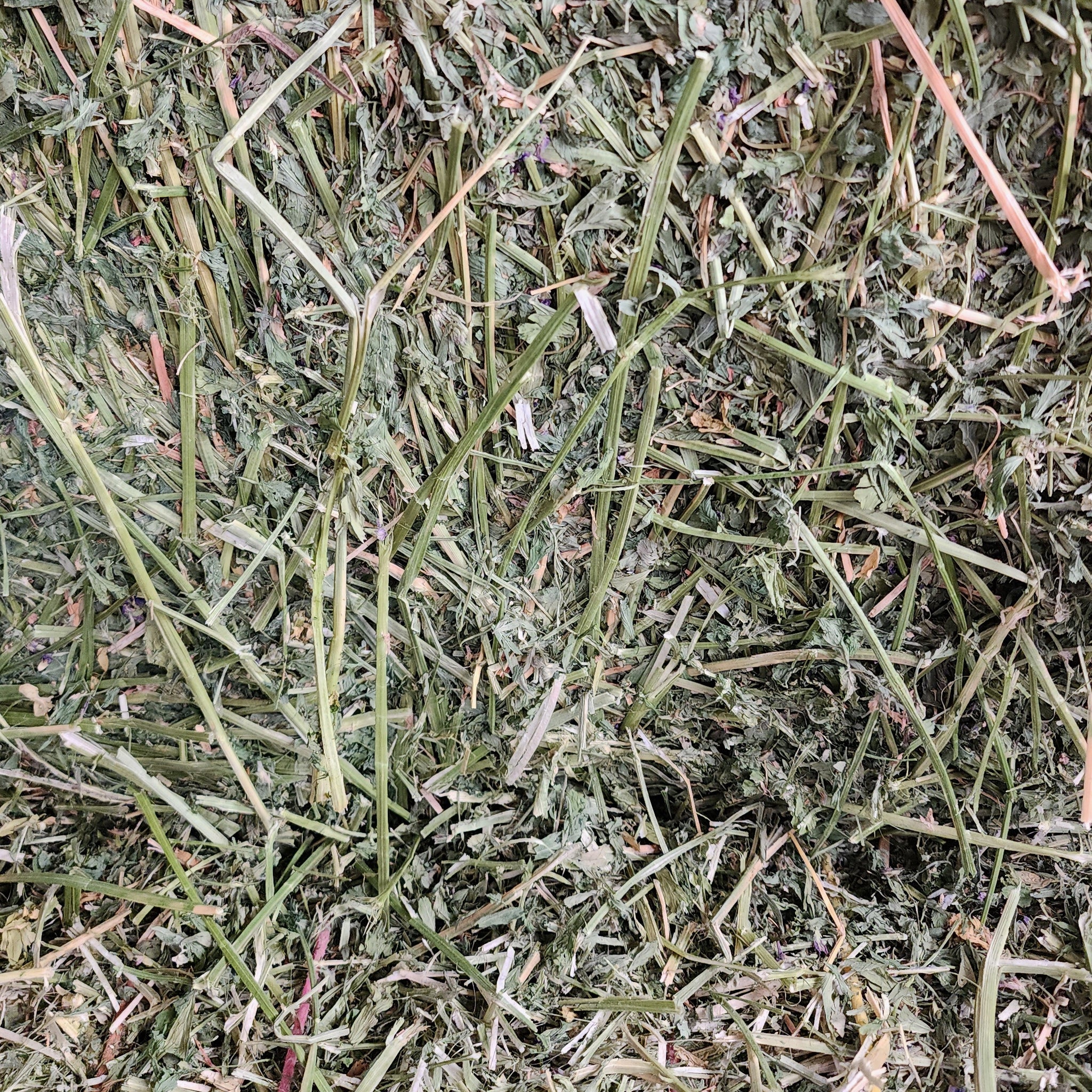 Alfalfa hay
