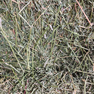 Alfalfa hay