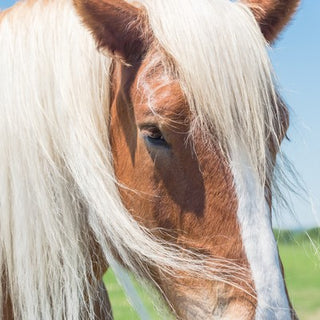 Feeding A Belgian Draft Horse