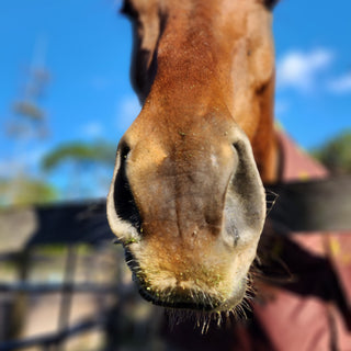 Chestnut horse portrait