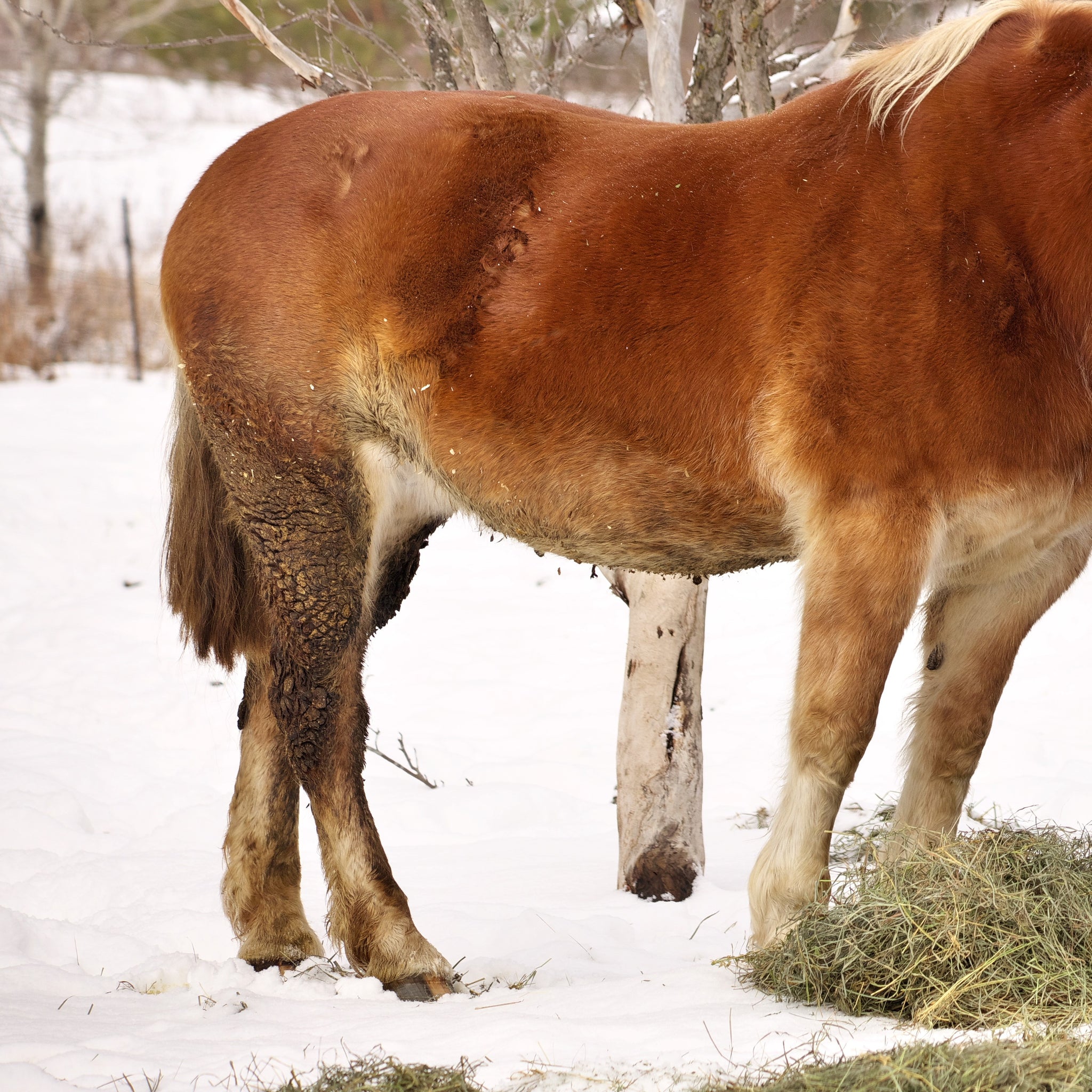 Navigating Dermatitis in Horses: Causes, Symptoms, and Treatment 