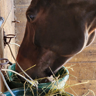 Horse drinking water from trough