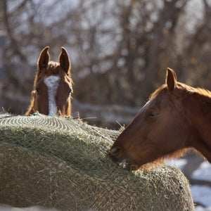 Prebiotics and Probiotics: Understanding What Your Horse Needs