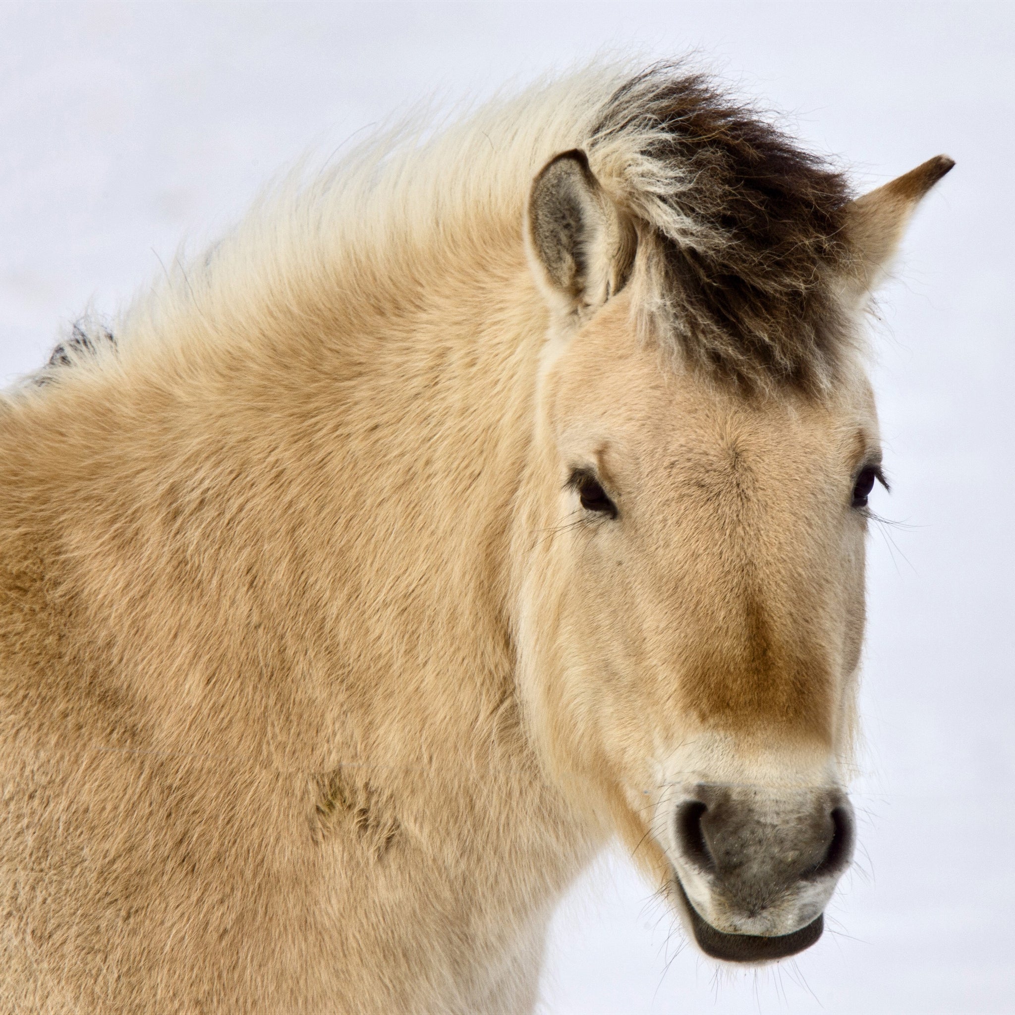 Understanding Vitamin E Deficiency in Horses