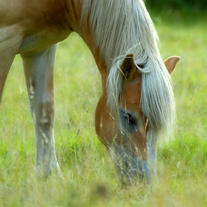 Should You Feed Your Horse at Ground Level? Why Equines Should Eat Off the Ground