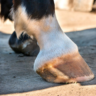 Exploring the Benefits of Biotin for Horses: A Supplement for Equine Hoof Health