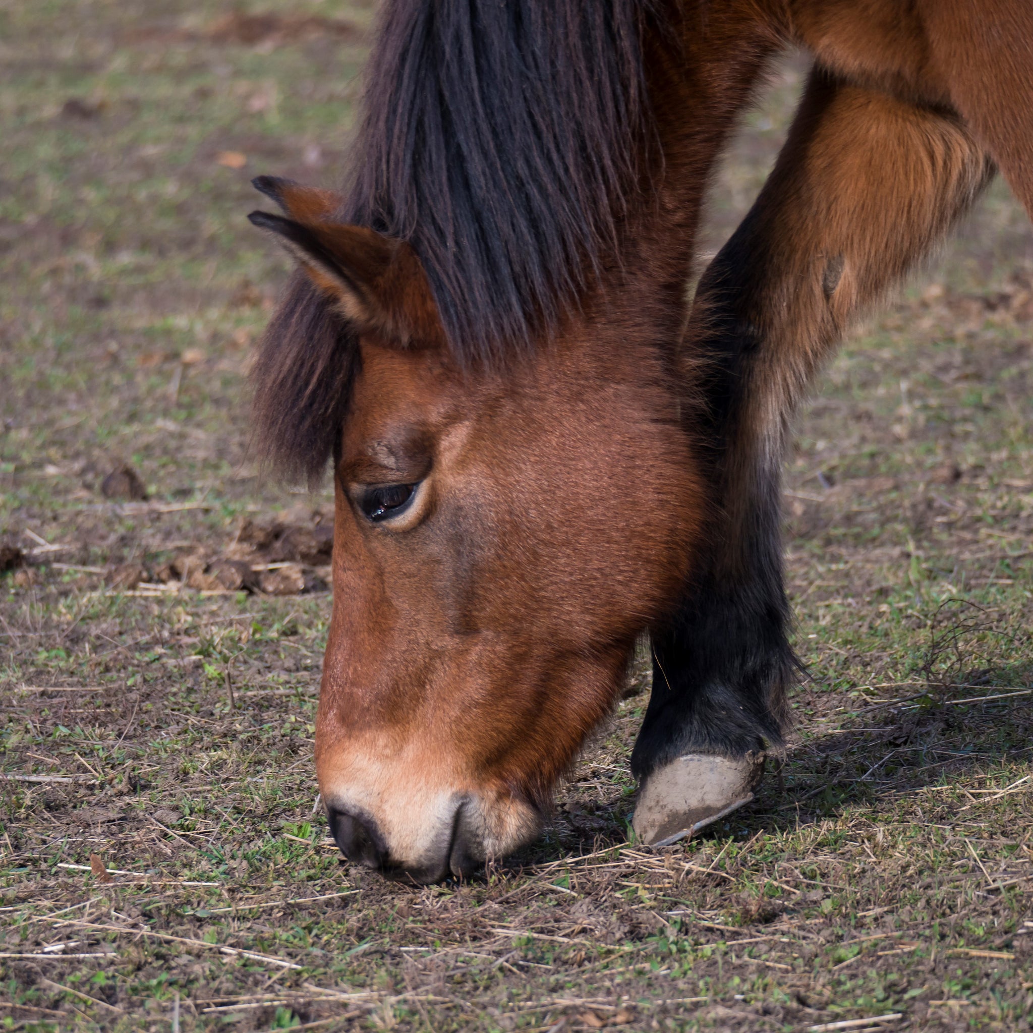 Geophagia Unearthed: Unveiling the Reasons Horses Eat Dirt 