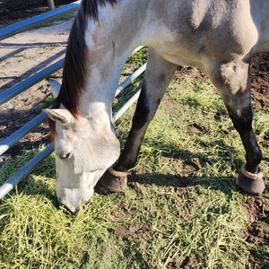 Grey horse eating alfalfa hay on the ground