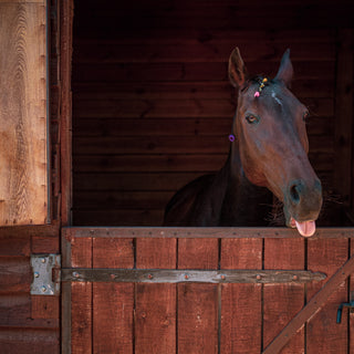 Feeding Horses Hay and Grain Before Riding & Why You Should Feed Your Horse Before Rides