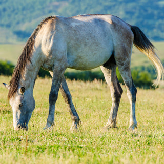 Why Does My Horse Act Like He's Starving?