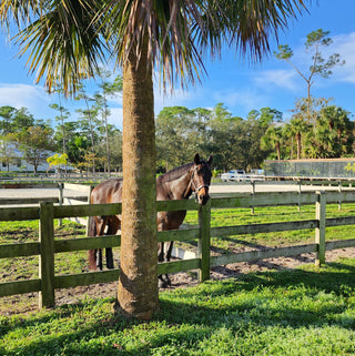 Warmblood horse in a pasture under a palm tree in Florida