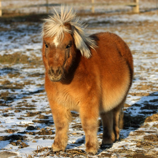 Equine Blood Glucose Control: Understanding Hyperglycemia and Hypoglycemia in Horses