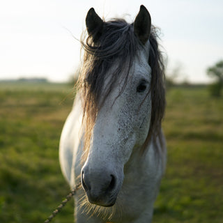 Understanding Horse Supplements for Moody, Hormonal Mares
