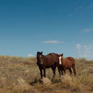 How to Feed a Mustang Horse