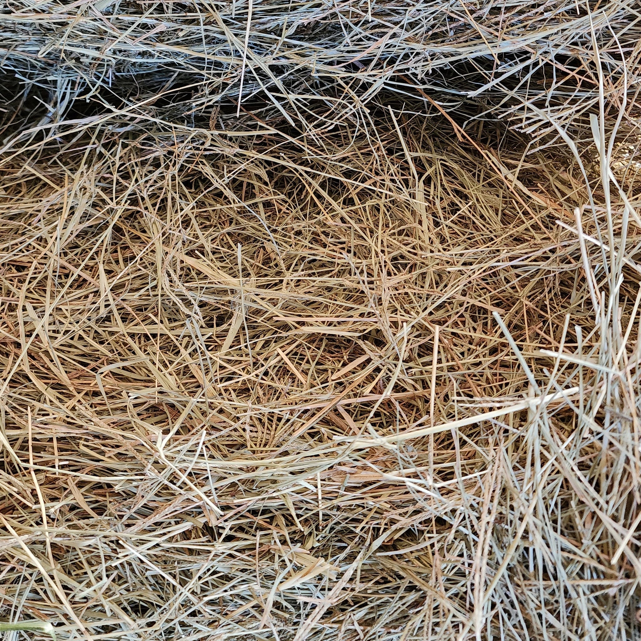 How to Identify Common Grass Hay (Timothy and Orchard)