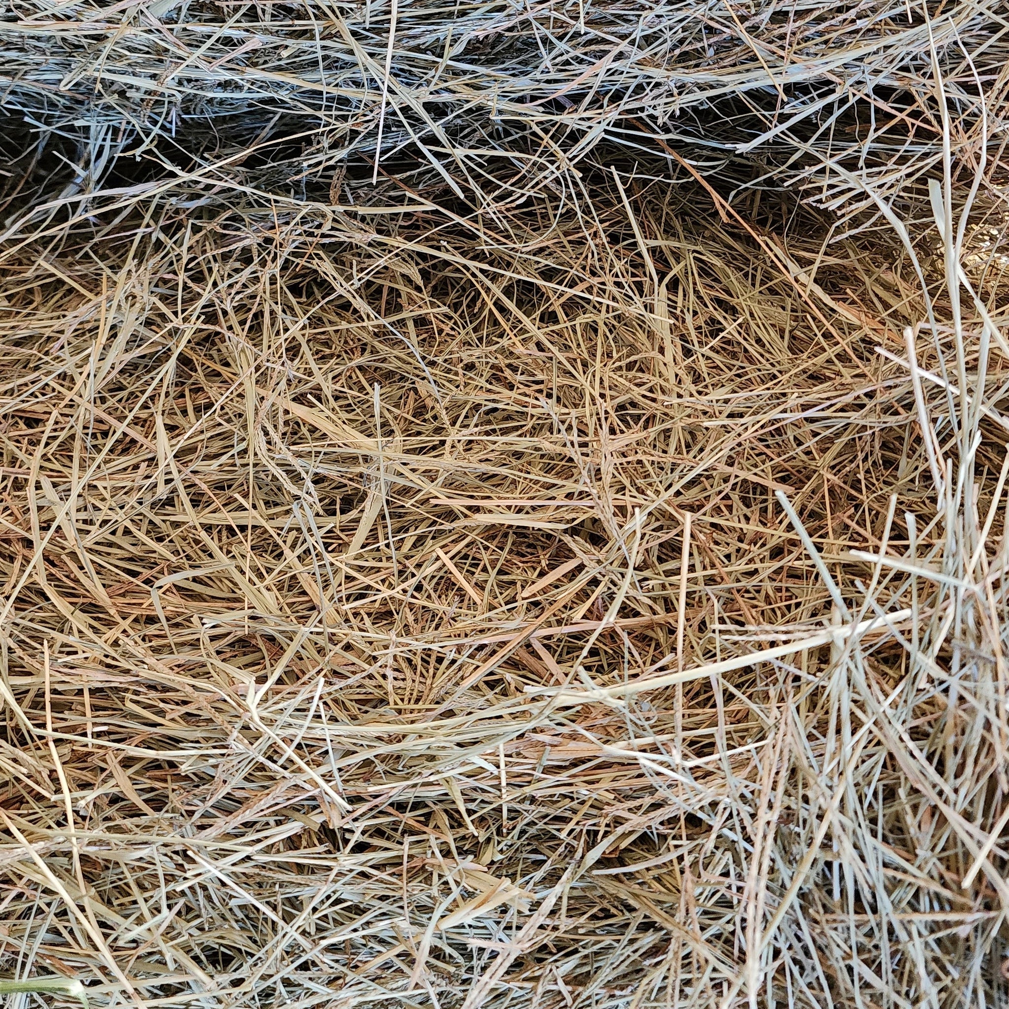 Feeding Horses in Winter: The Importance of Free Choice Hay