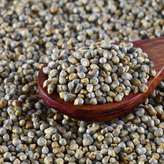 Feeding Pearl Millet to Horses