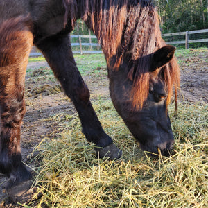 Senior pony eating hay in a pasture