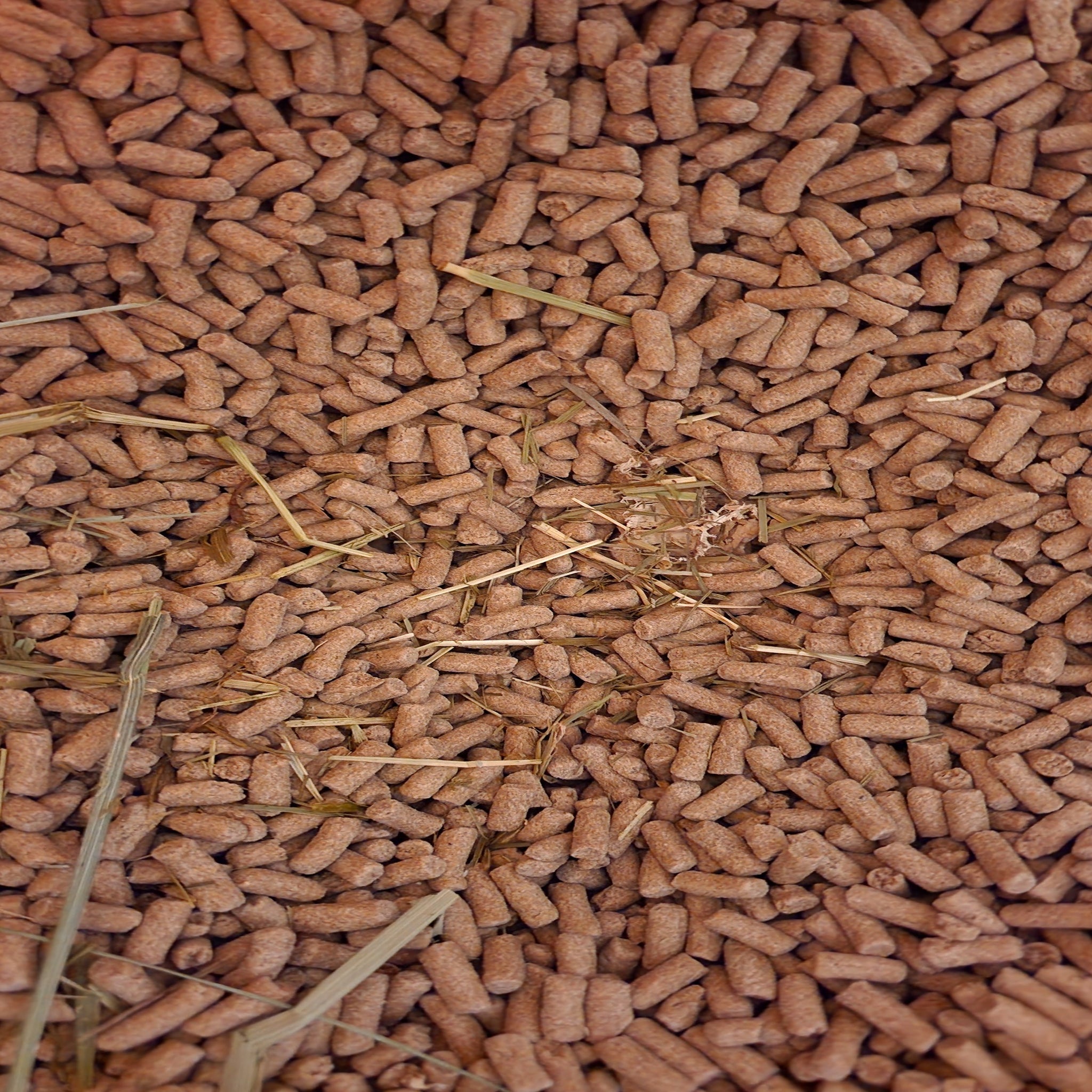 Fox Pellets Feeding Horses Grain Once Per Day: The 5 Pound Rule Explained – Foxden ...