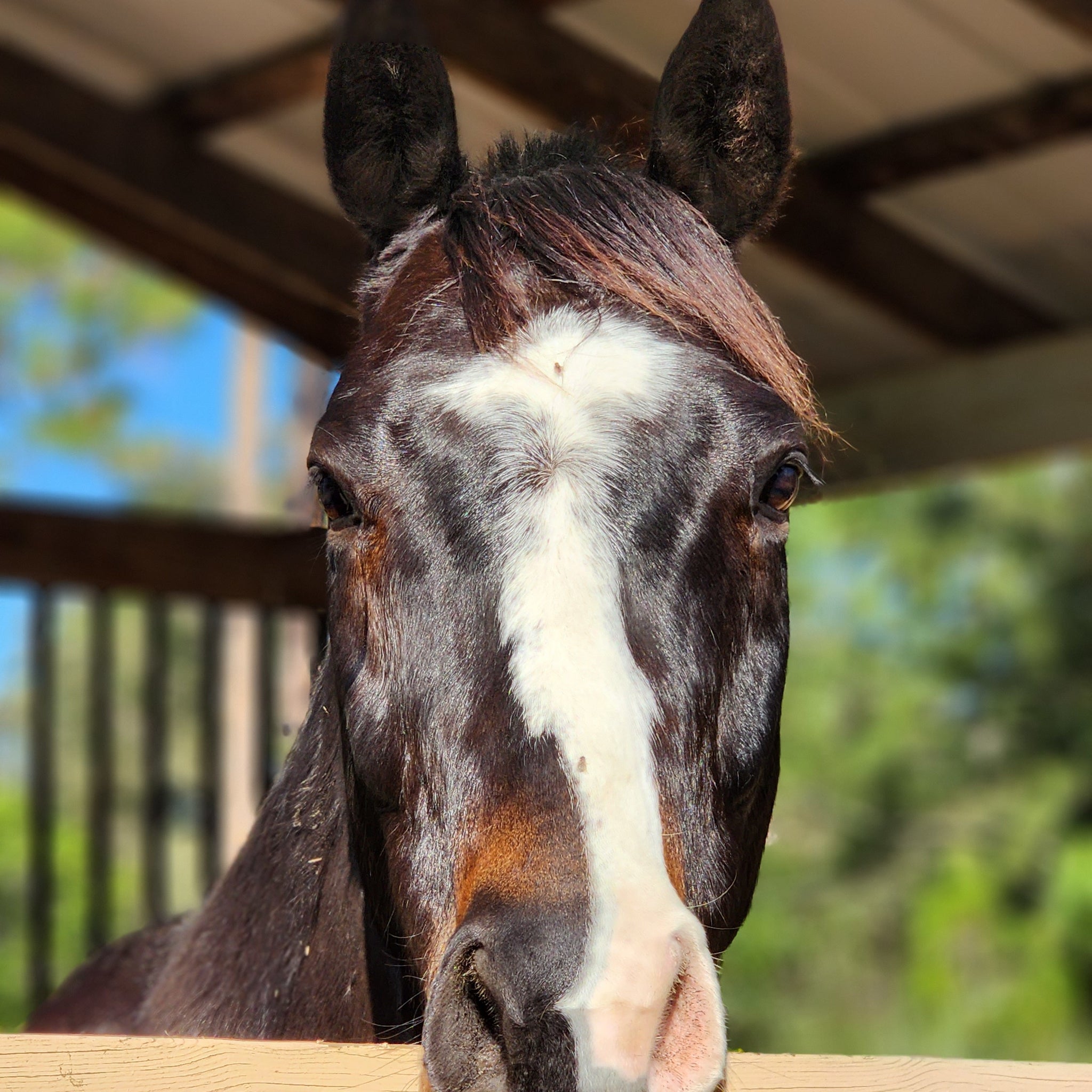 Portrait of a dark bay senior horse with grey on his face