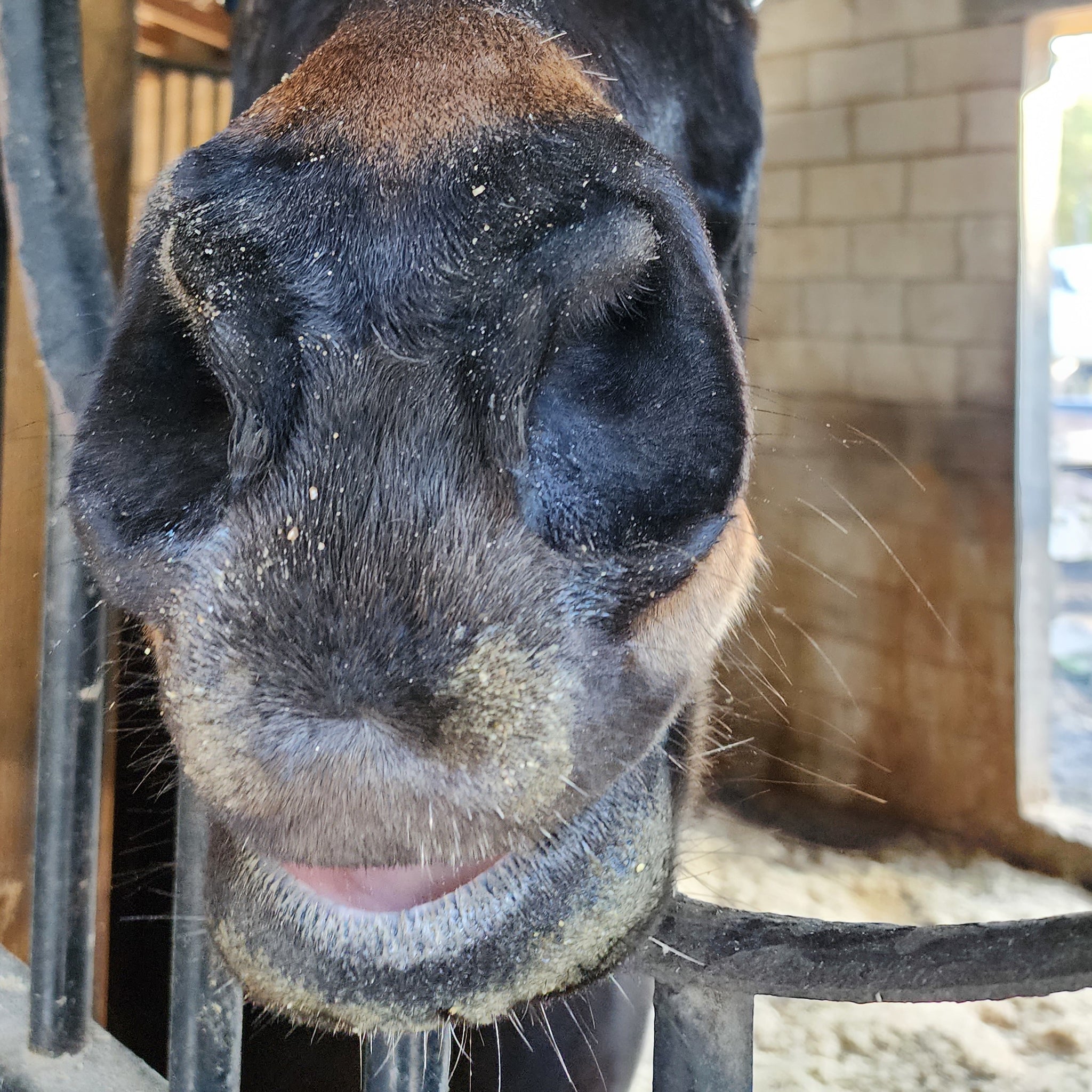 A senior horse with grey nose and droopy lip. 