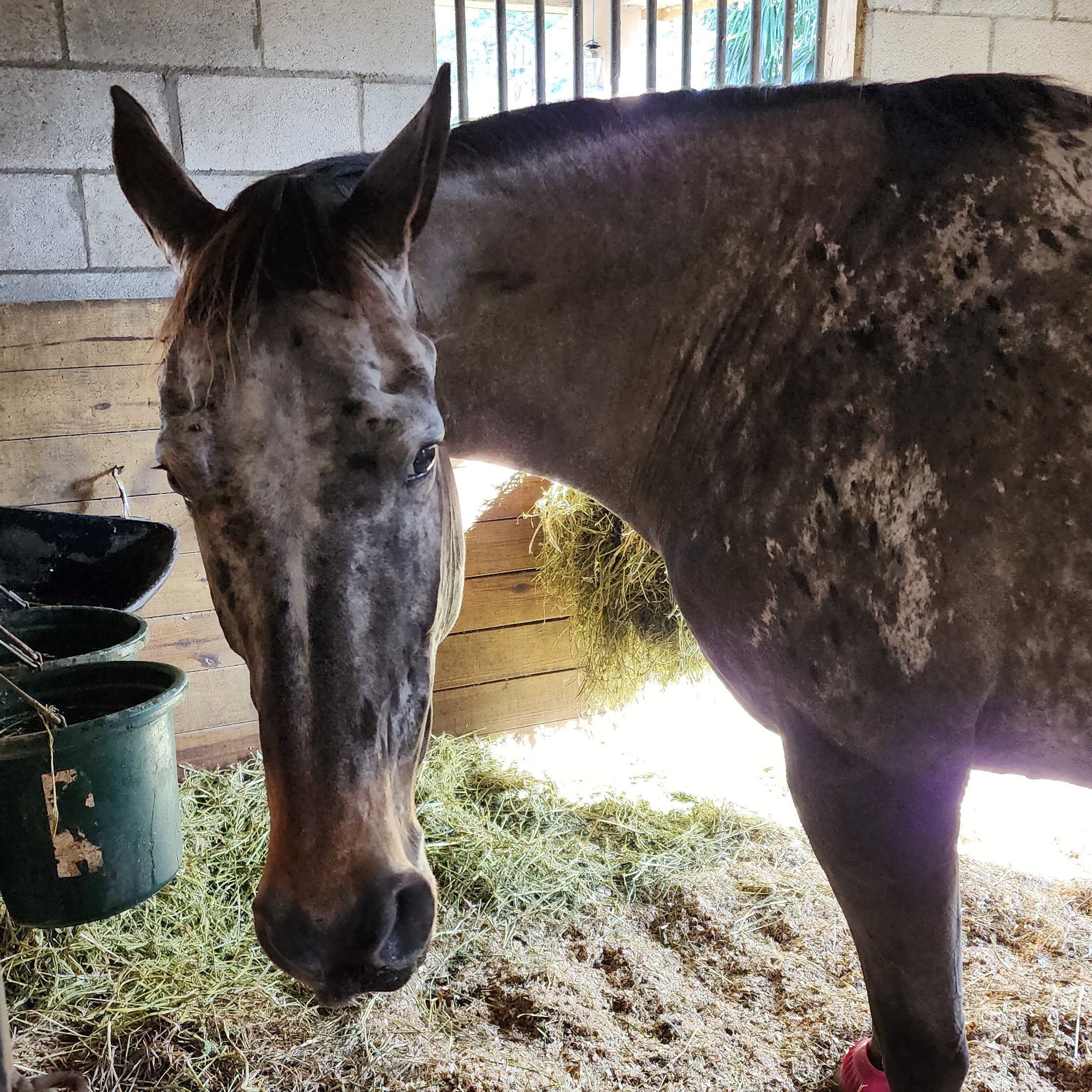 Winter Laminitis Foxden Equine