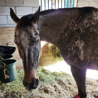 Horse in a stall looking sad