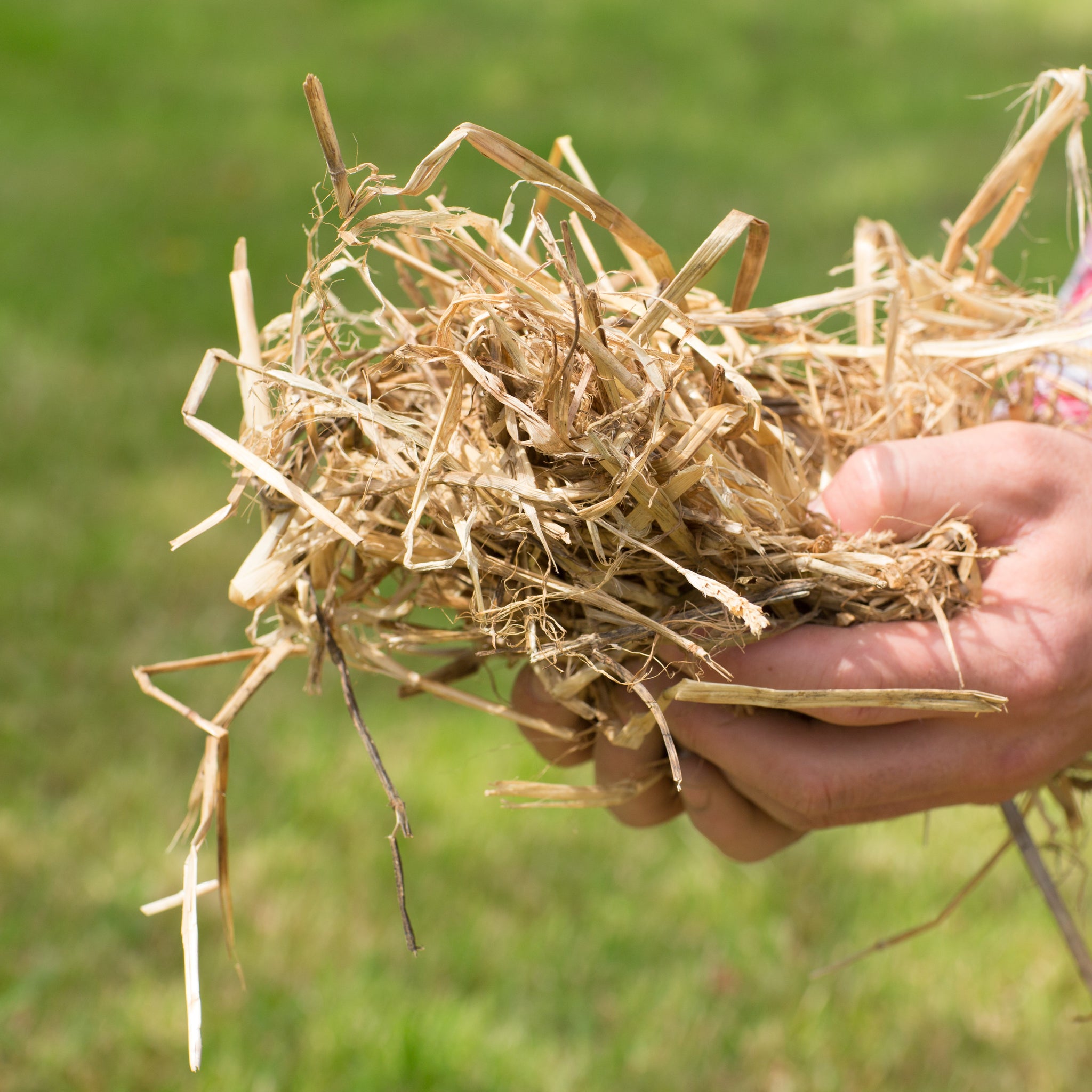 Is it Safe for Horses to Eat Straw Bedding? 