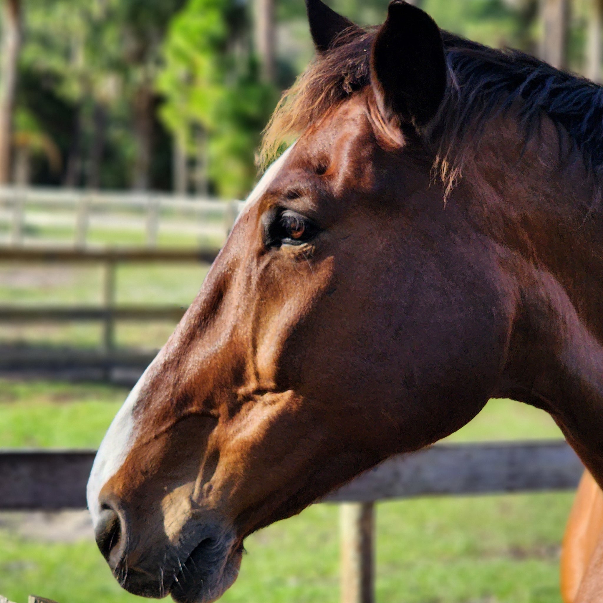 Portrait of a bay horse with a blaze standing in a pasture in Florida