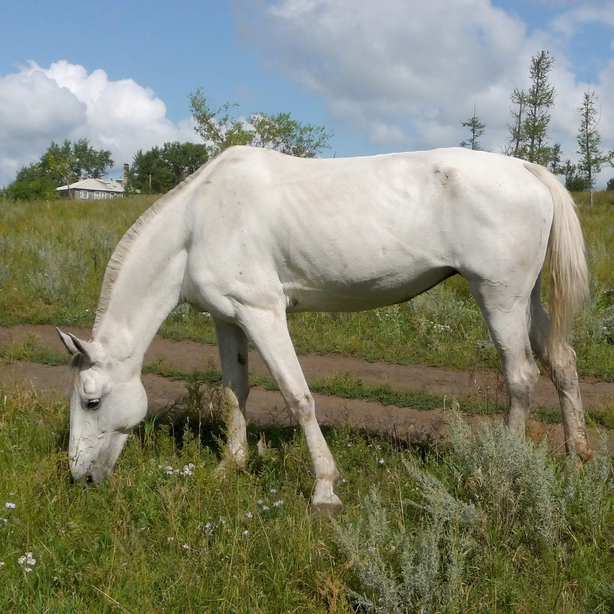 Thin white horse grazing in a pasture