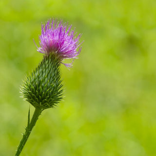 Feeding Milk Thistle Supplements to Horses