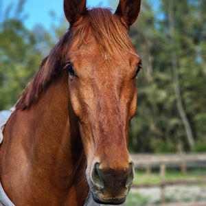 Portrait of a chestnut WB horse