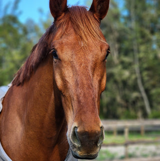 Portrait of a chestnut WB horse