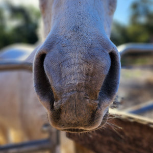 Horse Nose and Muzzle
