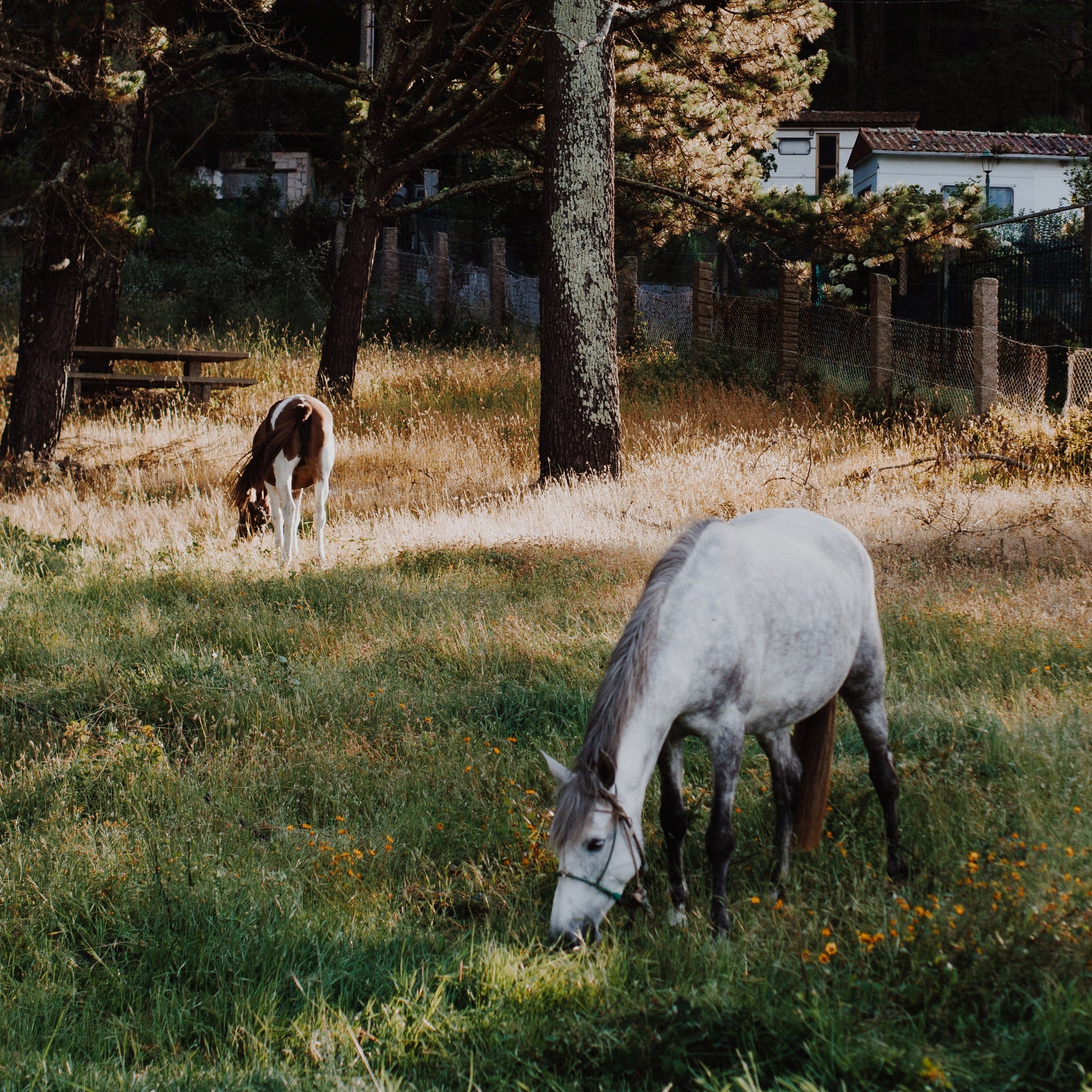 Equine Microbiome: Why Gut Microbiome is So Important and How Equine Nutrition Can Support the Intestinal Biome