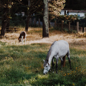 Equine Microbiome: Why Gut Microbiome is So Important and How Equine Nutrition Can Support the Intestinal Biome