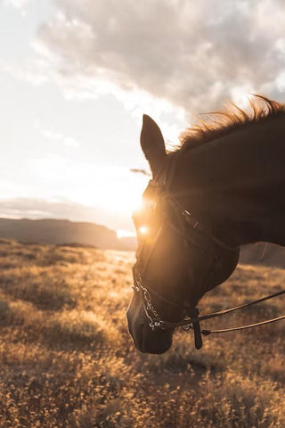 Horse grazing at dawn