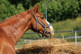 Horse eating its lunch