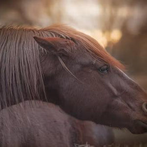 Close-up photo of a horse gazing to the right