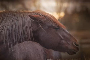 Close-up photo of a horse gazing to the right
