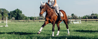 Horse with rider showing off its strong muscles