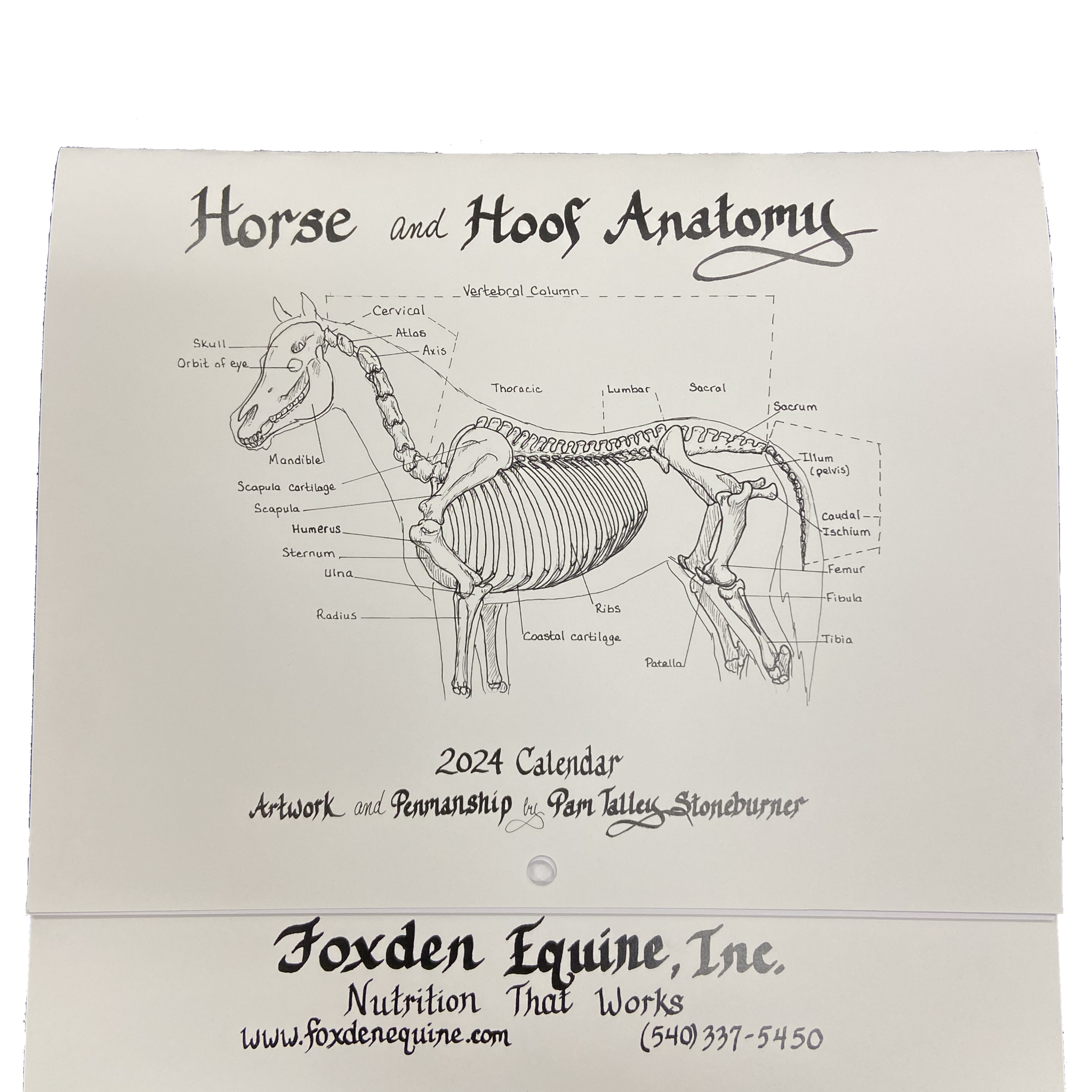 Horse & Hoof Anatomy Calendar